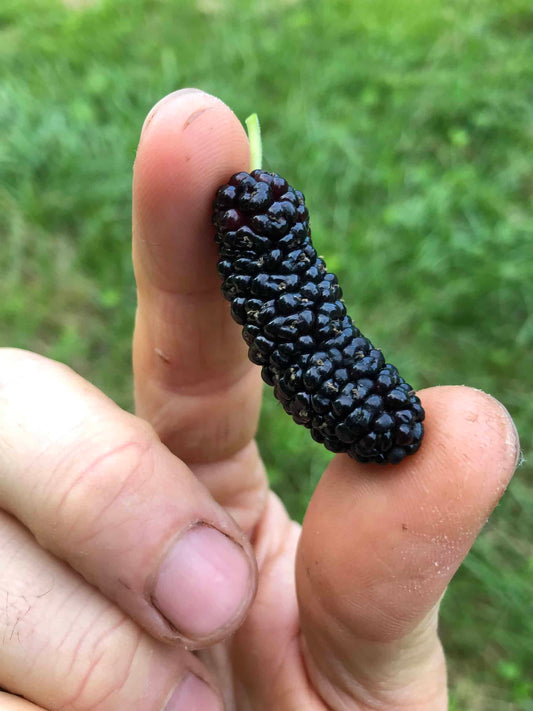 Taylor 1 Mulberry | Peaceful Heritage Nursery