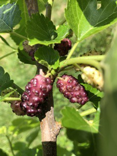 Viola's Lavender Mulberry Tree - Naturally Grown