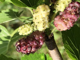 Viola's Lavender Mulberry Tree - Naturally Grown