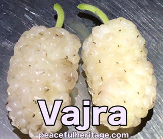 Vajra Mulberry Tree - Naturally Grown