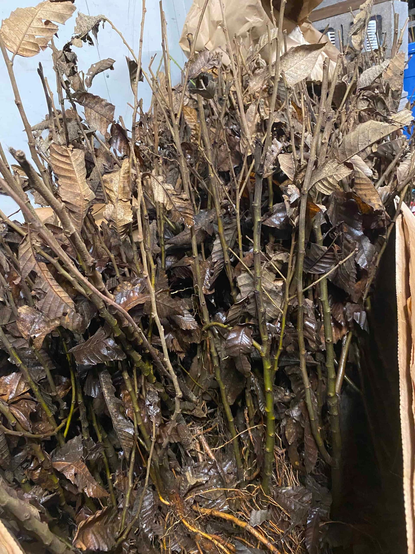 American Chestnut Trees- Bundles