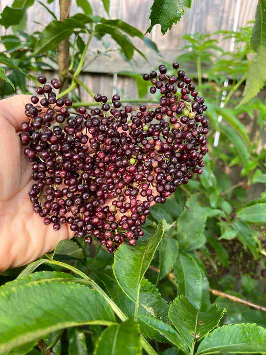 Pocahontas Elderberry - NEW!!!