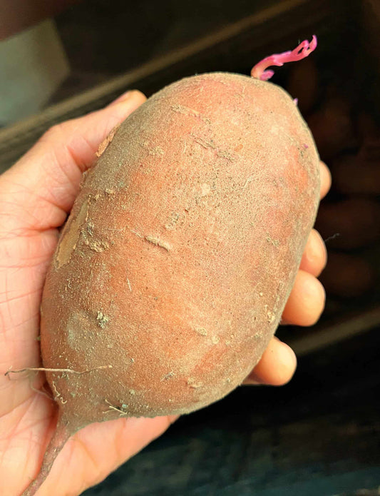 Sweet Potato Starts - 'Amish Beauregard' - NATURALLY GROWN
