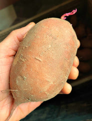 Sweet Potato Starts Amish Beauregard | Peaceful Heritage Nursery