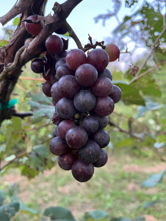 America Grape - Naturally Grown