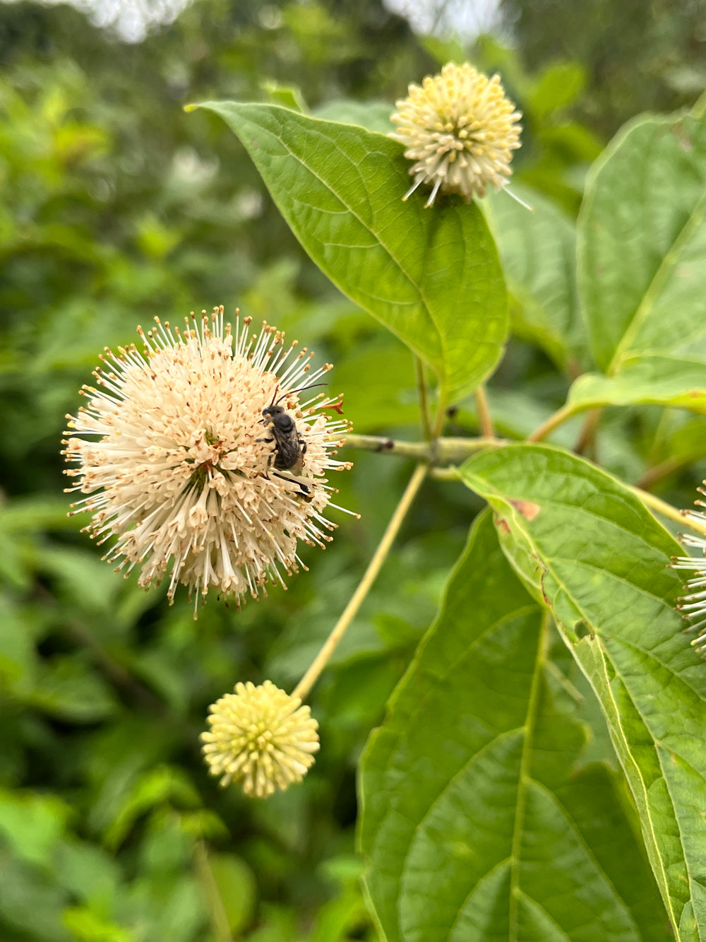 Buttonbush Cephalanthus Occidentalis | Peaceful Heritage Nursery