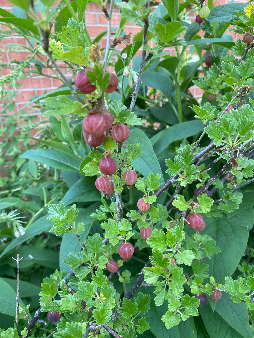 Gooseberry Cuttings - Naturally Grown
