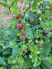 Gooseberry Cuttings - Naturally Grown