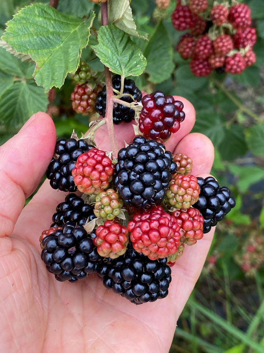 Chester Blackberry Bundles | Peaceful Heritage Nursery