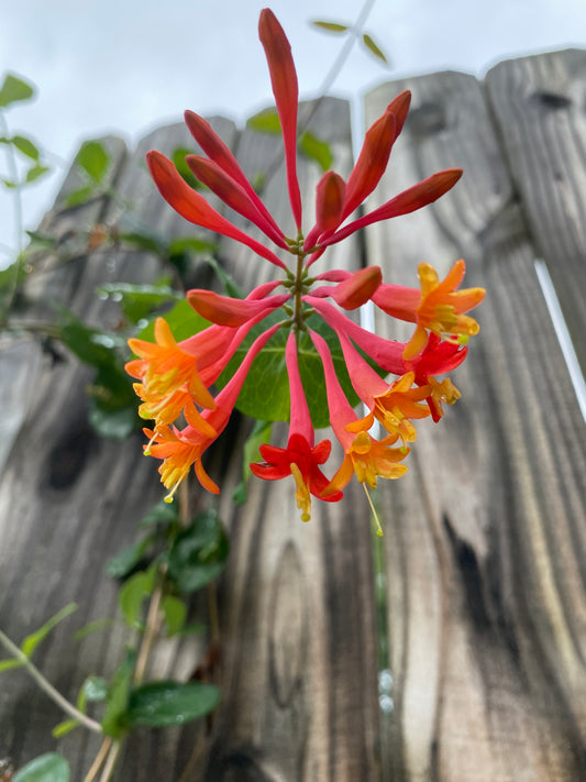 Native Honeysuckle Vine (Coral Honeysuckle) NEW!!! | Naturally Grown