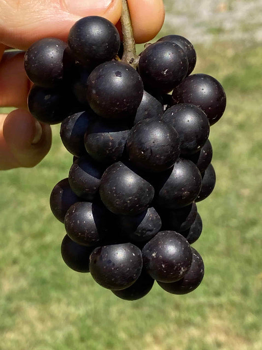 Mrs. Munson Grape - Naturally Grown