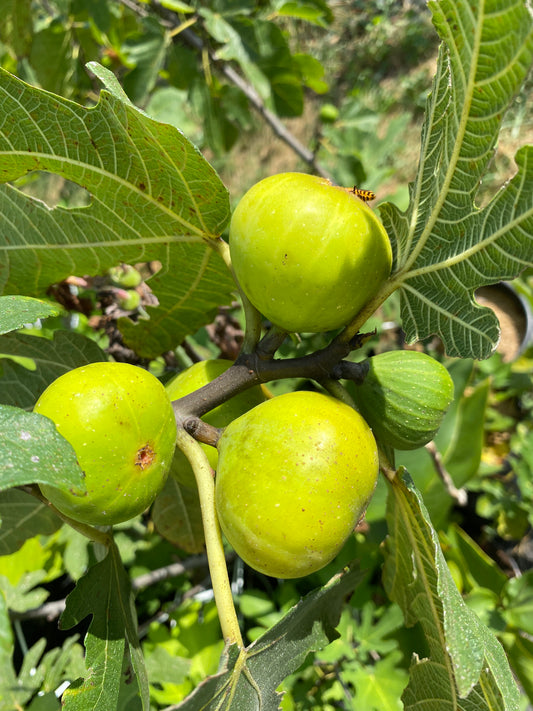 St Anthony Fig Tree - NEW!  Naturally Grown