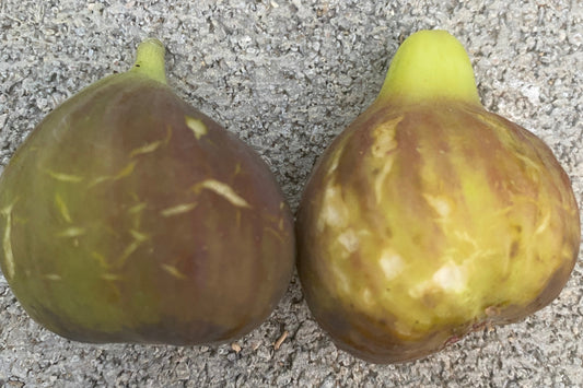 Rubado Fig - NEW!!! Naturally Grown
