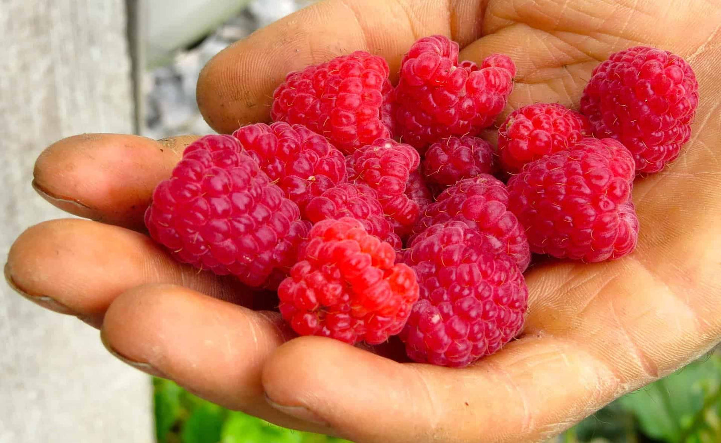 Caroline Red Raspberry - Bundles