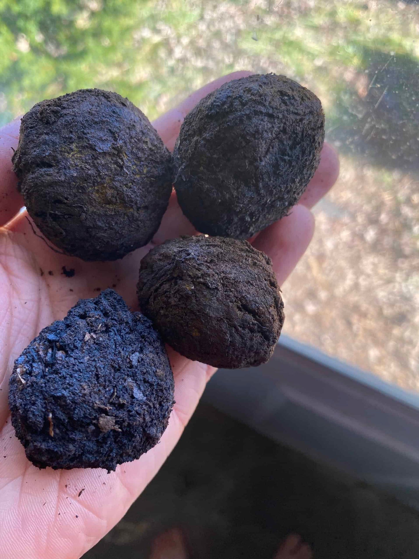 Black Walnut Tree Juglans Nigra | Peaceful Heritage Nursery
