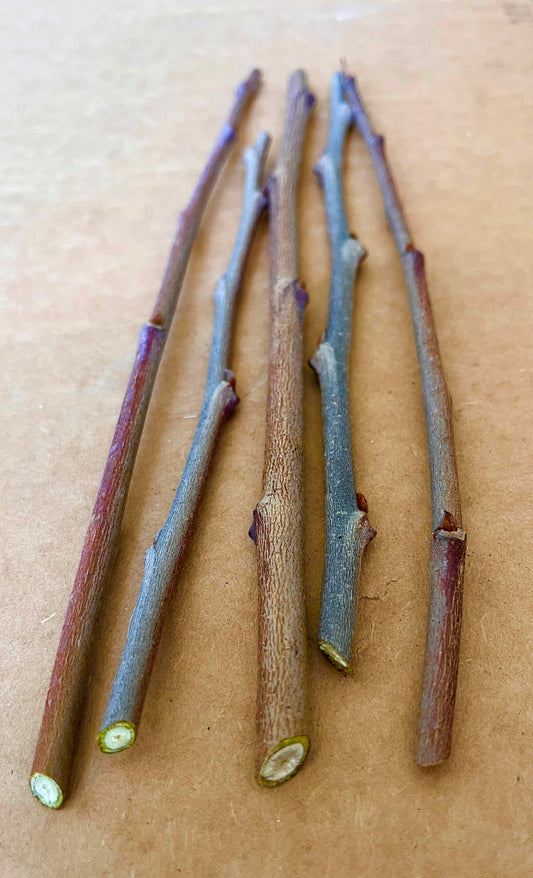 Pawpaw Scion Wood - NATURALLY GROWN