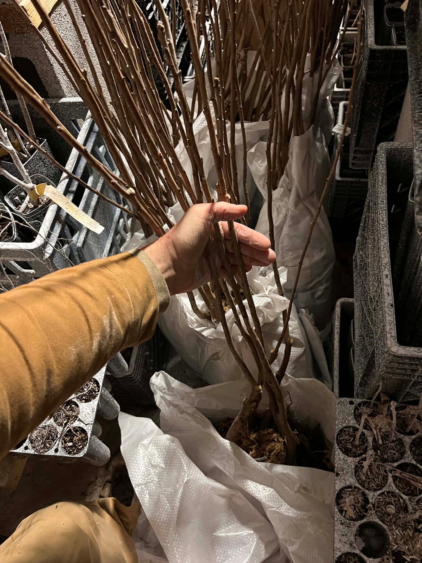 Native Persimmon - Bundles