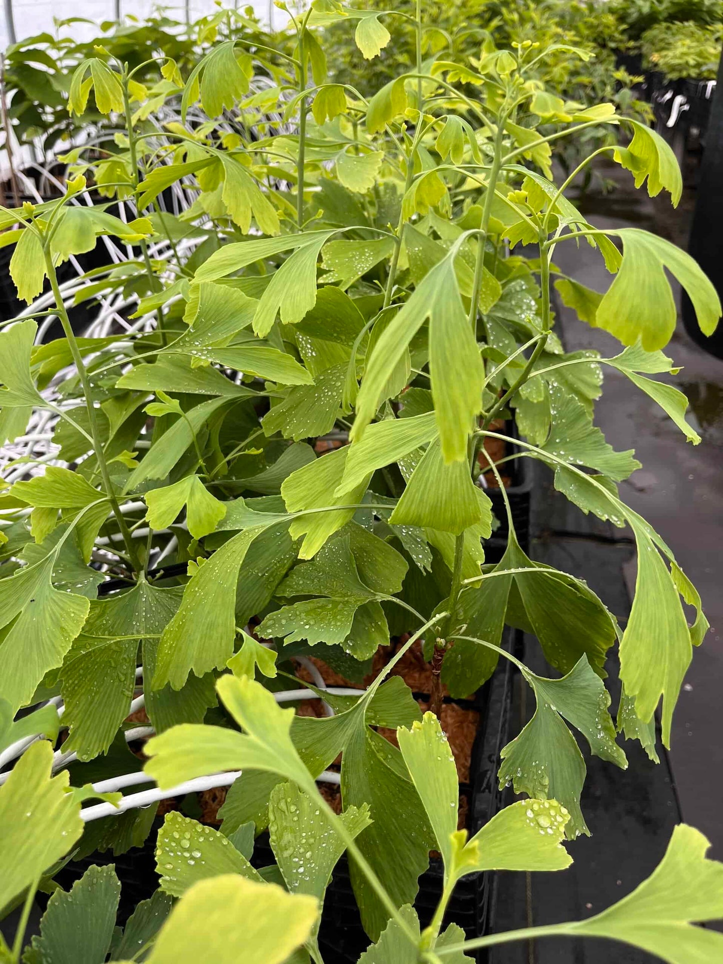 Gingko Biloba | Peaceful Heritage Nursery