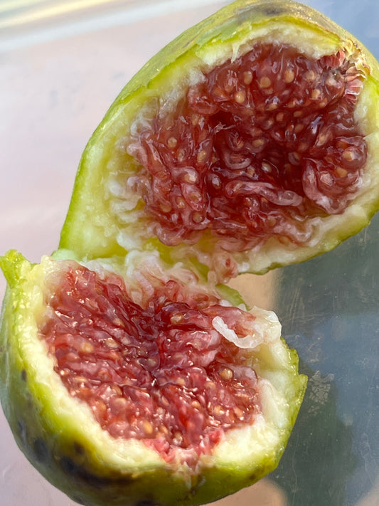 LSU Strawberry Fig Tree- Naturally Grown