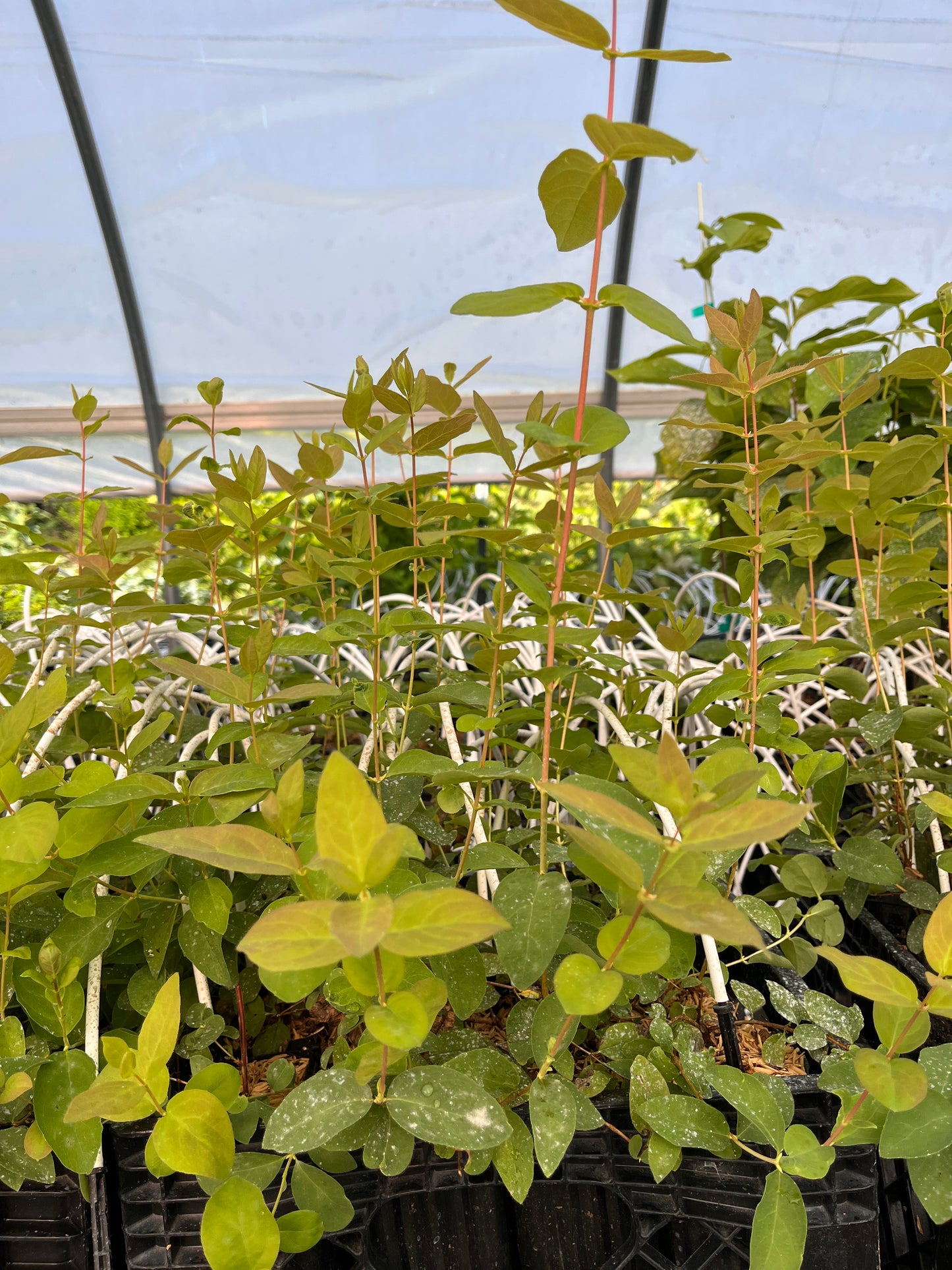Blue Banana TM Honeyberry | Peaceful Heritage Nursery