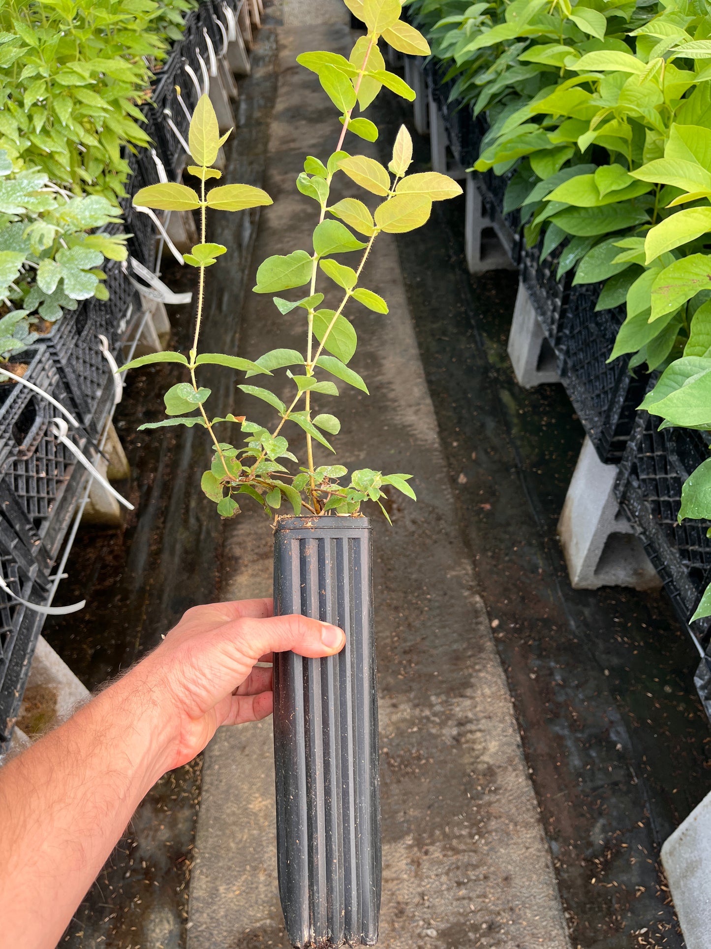Blue Banana TM Honeyberry | Peaceful Heritage Nursery