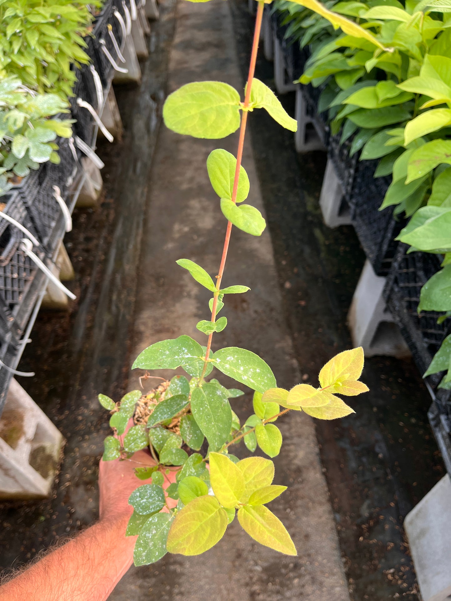 Blue Banana TM Honeyberry | Peaceful Heritage Nursery