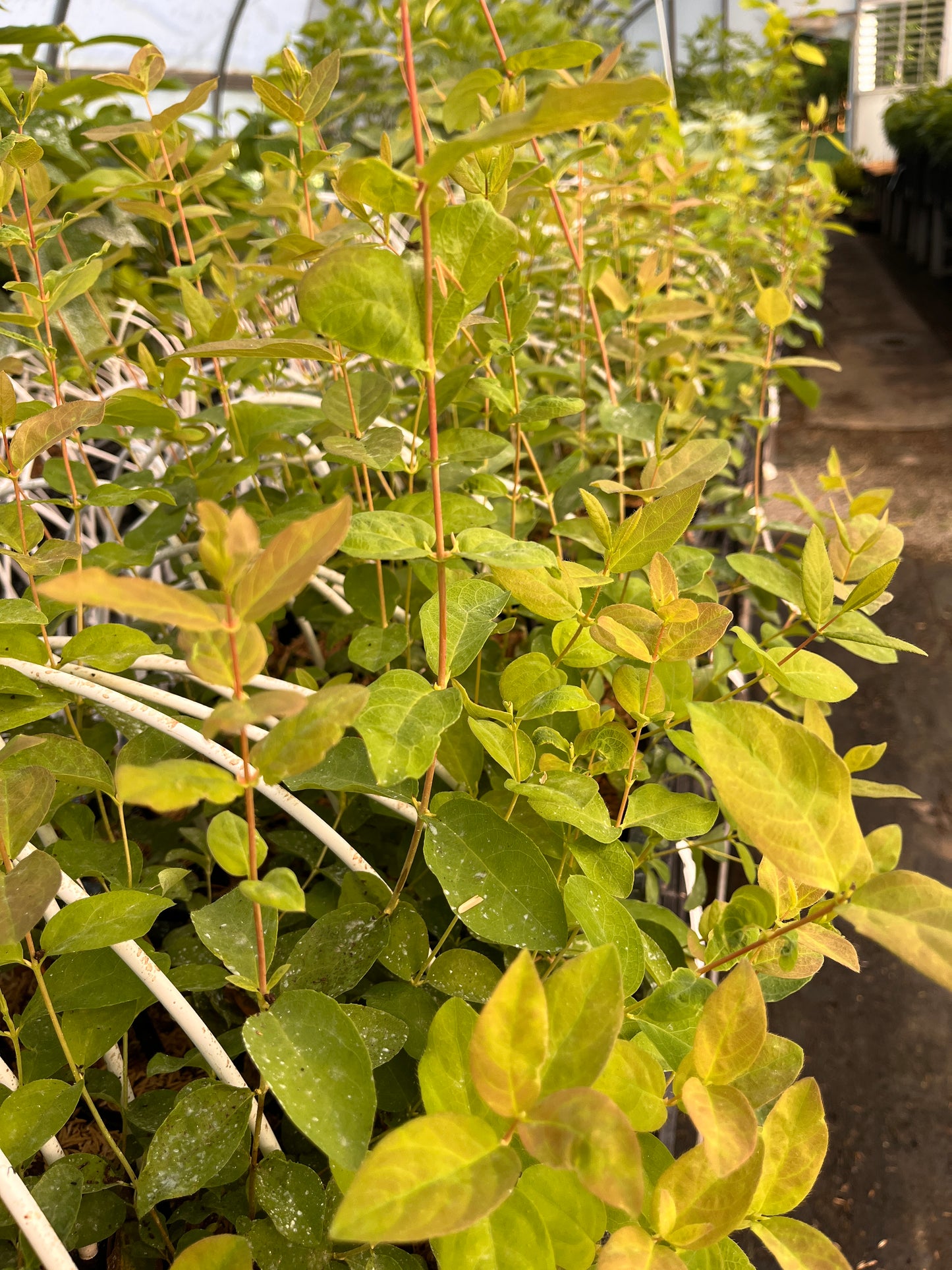 Blue Banana TM Honeyberry | Peaceful Heritage Nursery