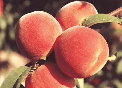Junegold Peach | Peaceful Heritage Nursery