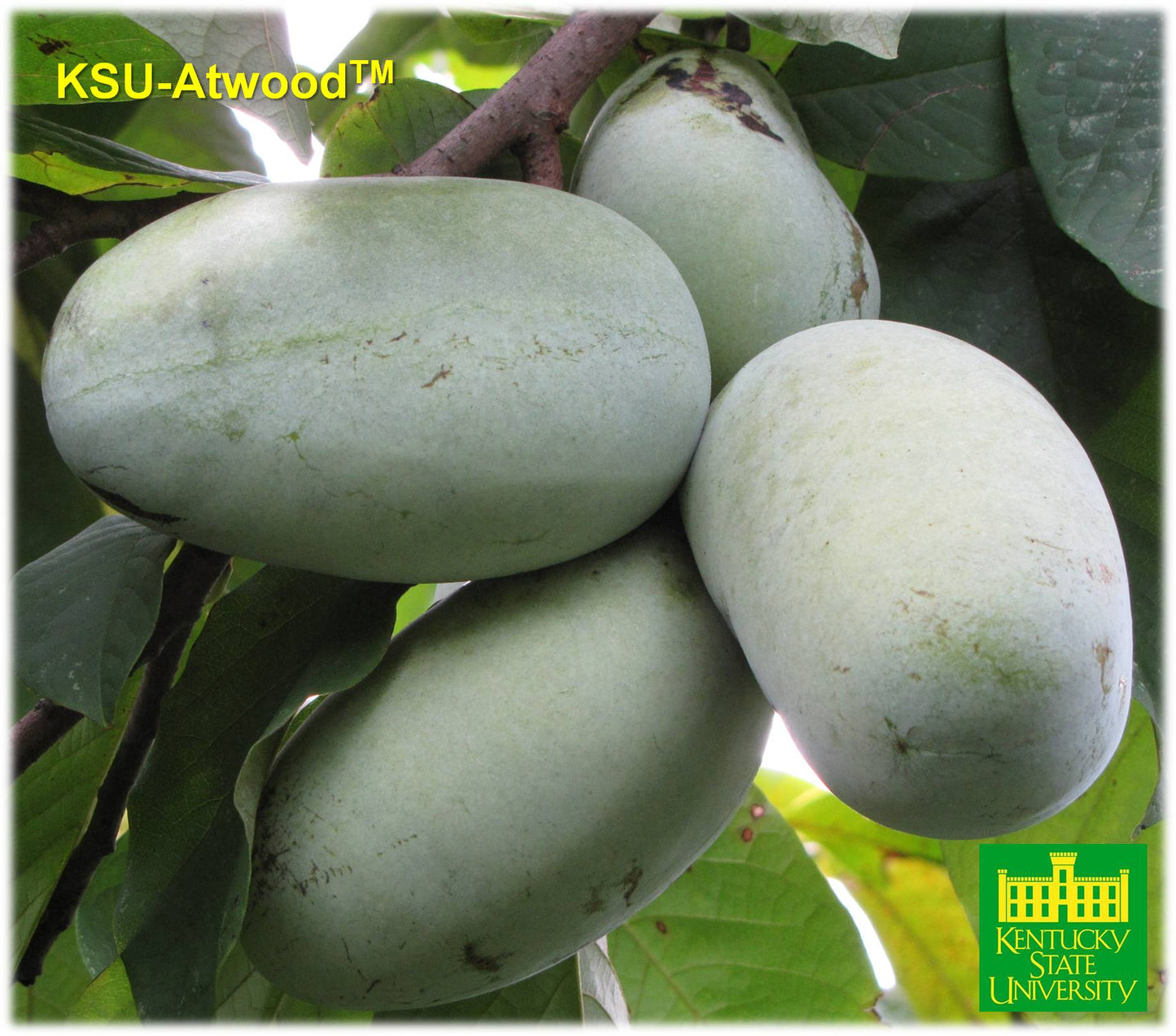 KSU Atwood Pawpaw Tree | Peaceful Heritage Nursery