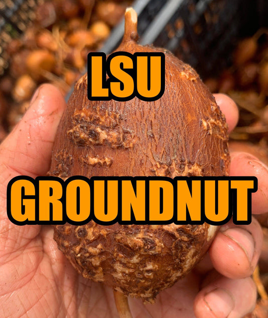 LSU Groundnut Tubers- Apios americana - NATURALLY GROWN