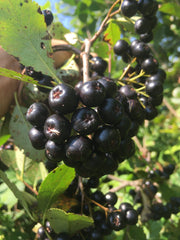 Mckenzie Aronia | Naturally Grown