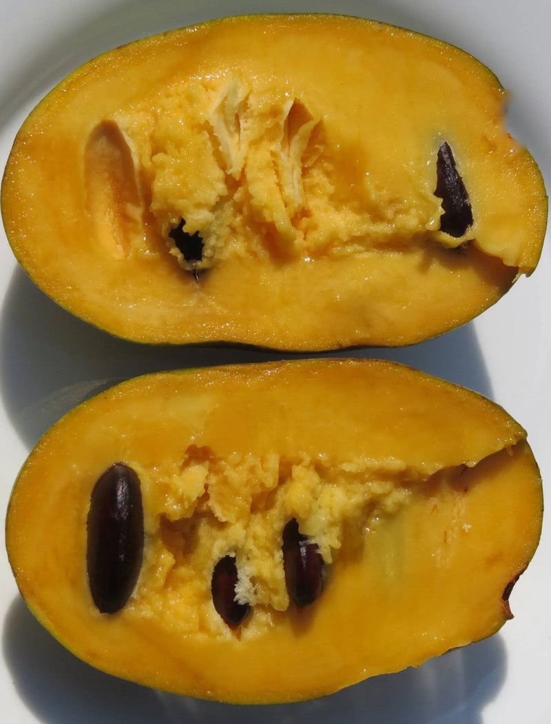 Pawpaw Trees & Products