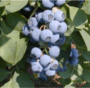Blueberry Plants