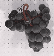 R.W. Munson Grape - Naturally Grown