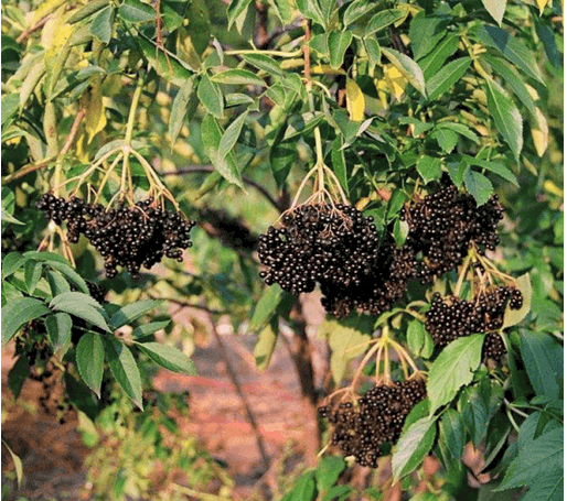 Ranch Dwarf Elderberry - NATURALLY GROWN