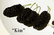 Miss Kim Mulberry - Naturally Grown