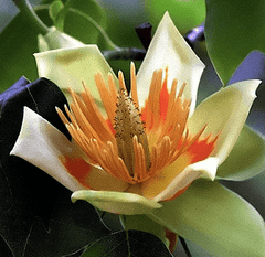 Tulip Poplar | Peaceful Heritage Nursery
