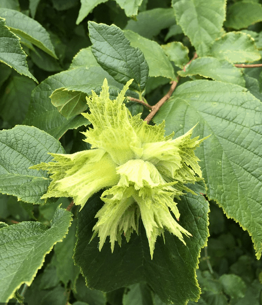 Native Hazelnut | Peaceful Heritage Nursery