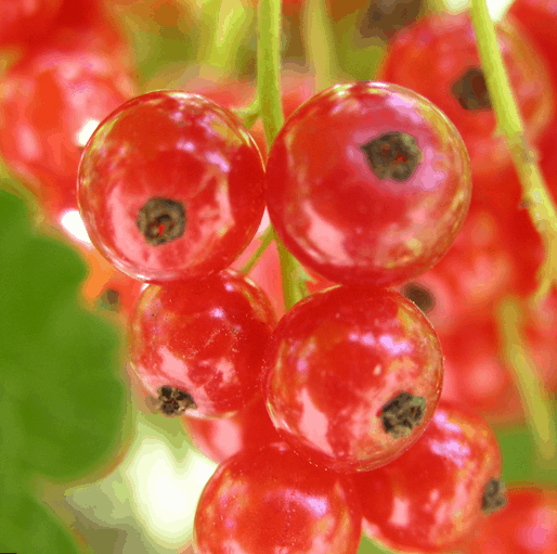 Red Lake Currant