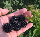 Ponca Blackberry - Bundles
