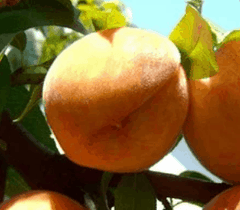 Bounty Peach | Peaceful Heritage Nursery