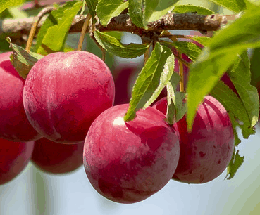 AU Roadside Plum