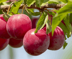Au roadside Plum | Peaceful Heritage Nursery