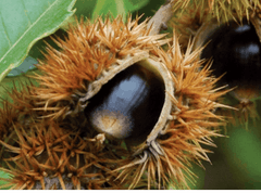 Allegheny Chinkapin Dwarf Chestnut - Castanea Pumila