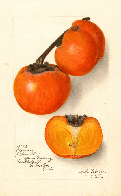 Persimmon Scion Wood -NATURALLY GROWN
