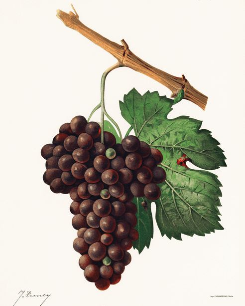 Atoka Grape - Naturally Grown