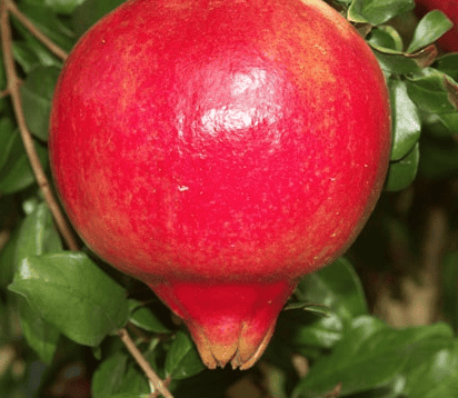 Medovyi Vasha Pomegranate - NATURALLY GROWN