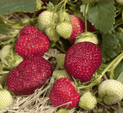 Honeoye Strawberry