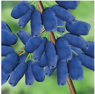Tundra Honeyberry | Peaceful Heritage Nursery