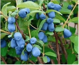 Borealis Honeyberry | Peaceful Heritage Nursery